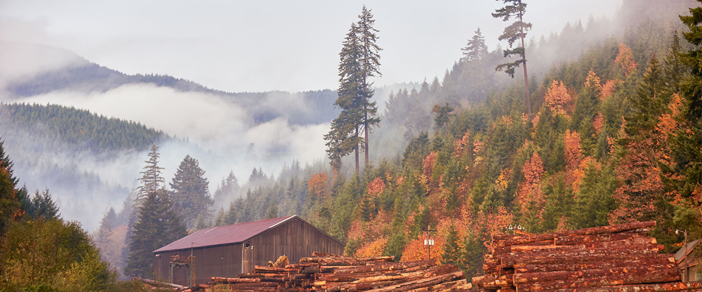 A landscape of mountains, trees, logs, and a small shack.